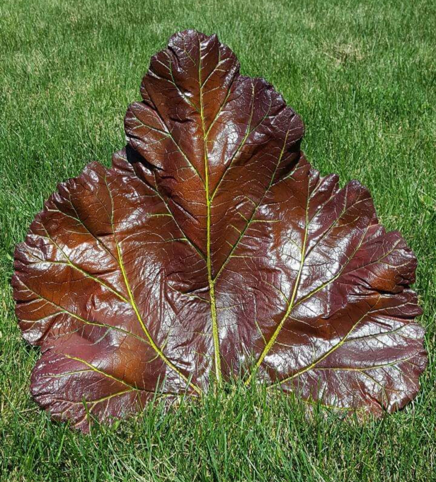 Concrete Rhubarb Leaf $25.00-$55