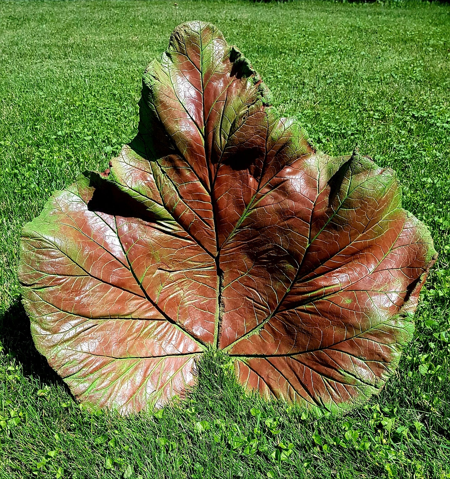 Concrete Rhubarb Leaf $25.00-$55