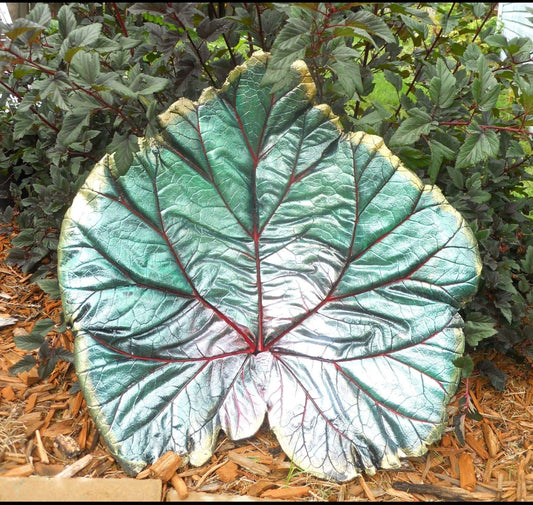 Concrete Rhubarb Leaf $25-$100